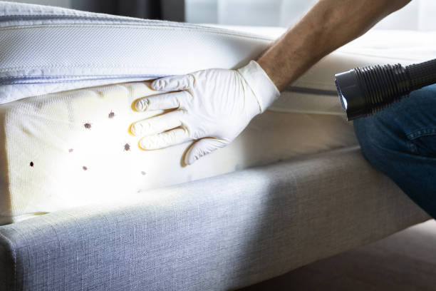 Best Termite Control Services  in Marlette, MI