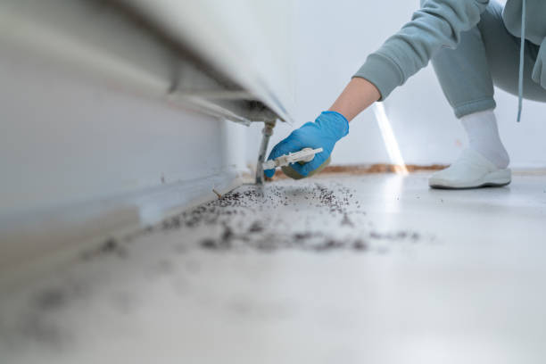 Flea Control Services in Marlette, MI